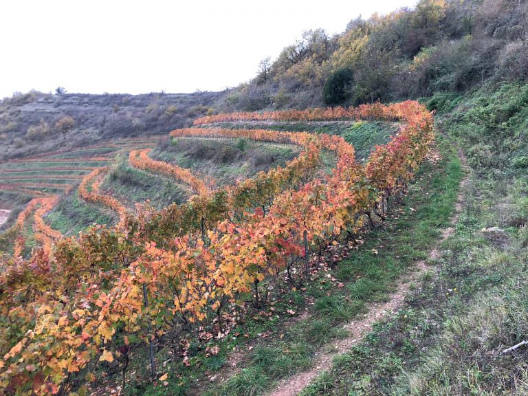 vignes balsac